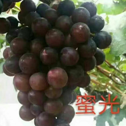 卢龙县蜜光葡萄苗