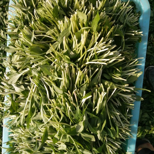 平湖市马兰头  绿色健康有机野菜