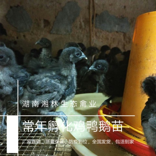 衡阳县五黑鸡苗 