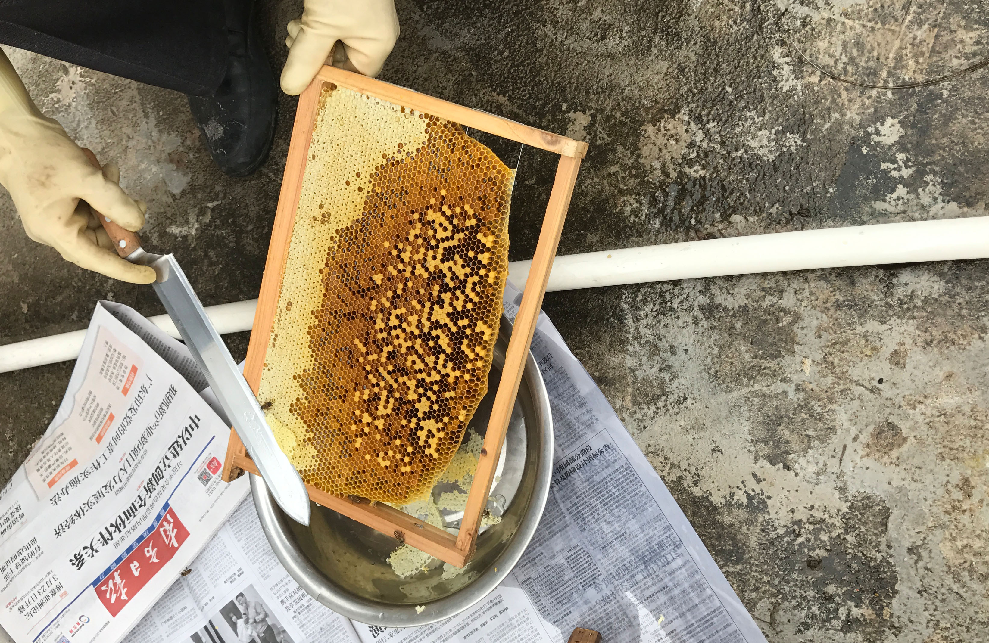 土蜂蜜 土蜂冬蜜