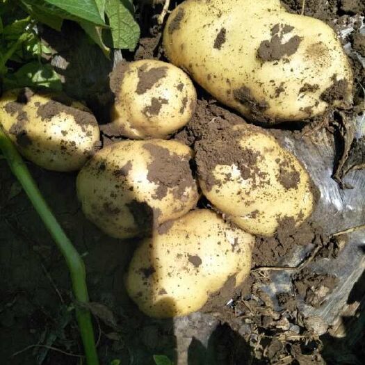 定州市荷兰15，沃土  定州优质土豆大量供应中，荷兰十五。沃土5等