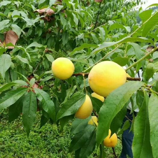 炎陵县炎陵黄桃 60mm以上 3 - 4两 