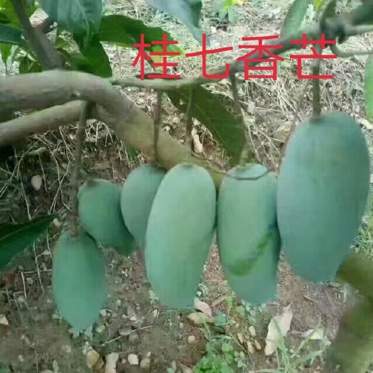 百色桂七芒