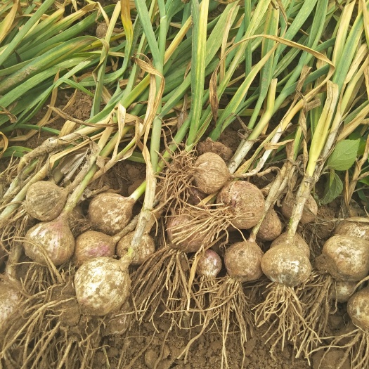 黑山县紫皮独头蒜 3.2-3.8cm 独头