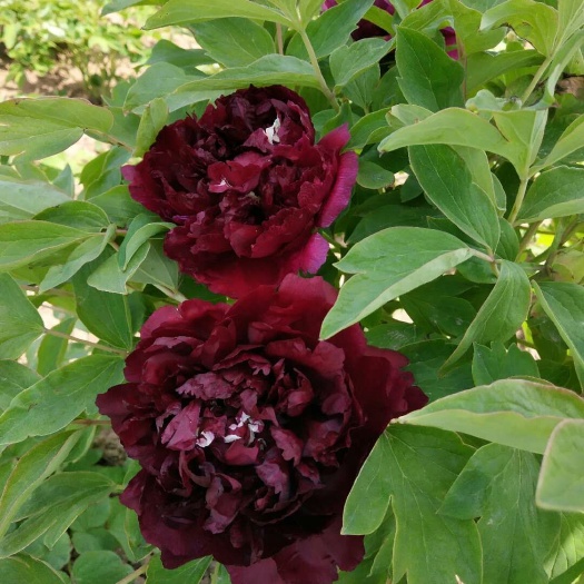 菏泽观赏牡丹 2cm以下 4cm以下 0.5米以下
