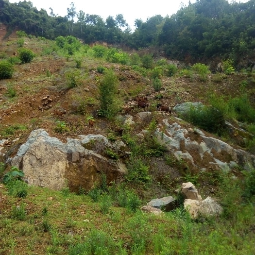 平阳县黑山羊 50-80斤 