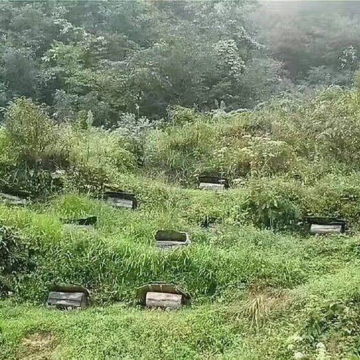 陇南土蜂蜜 散装  2年以上