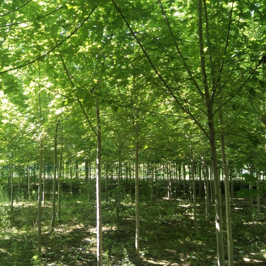 合水县美国红枫