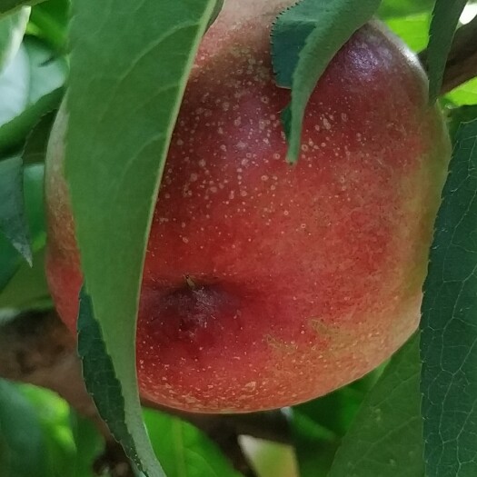 大荔县毛桃715 70mm以上 4-5两