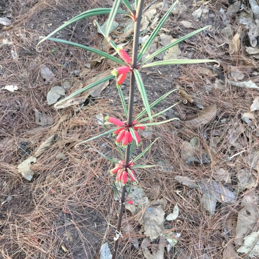 达州黄精种苗