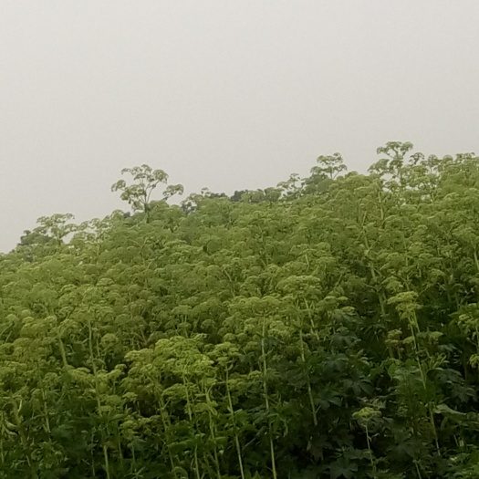 涡阳县白芷种子