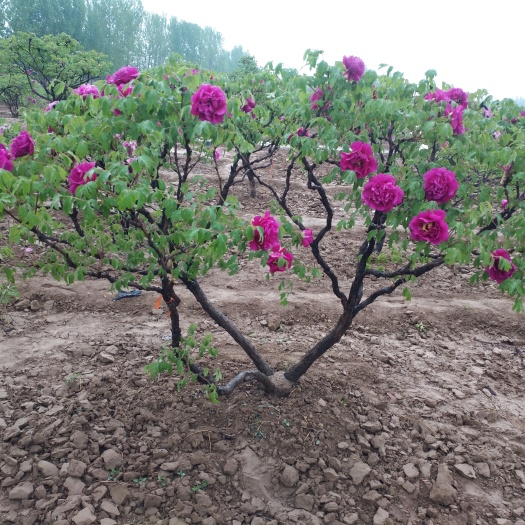 菏泽牡丹树 8~10cm 4~6cm 2.5~3米