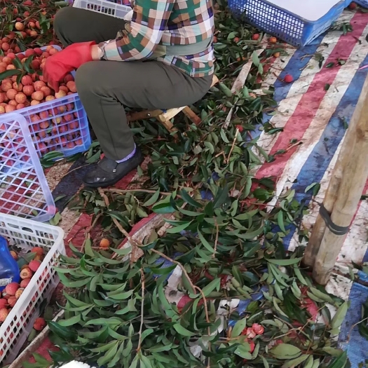 阳西县双肩玉荷包 下旬大量上市