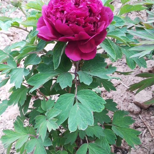 菏泽重瓣观赏牡丹 花苗