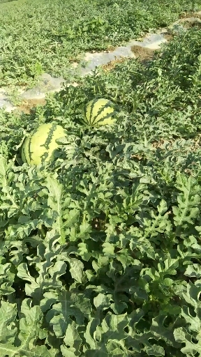 沙湾市安农二号西瓜 有籽 1茬 九成熟 8斤打底