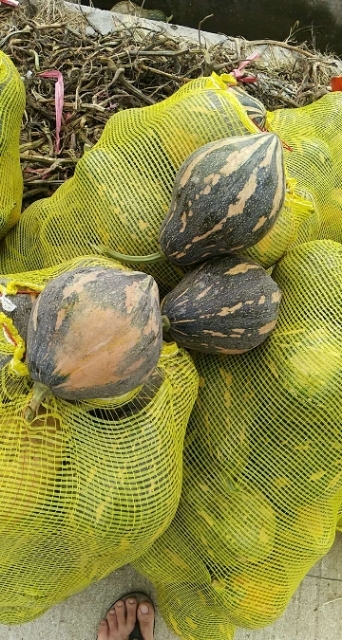 儋州市香芋南瓜 2~4斤 扁圆形