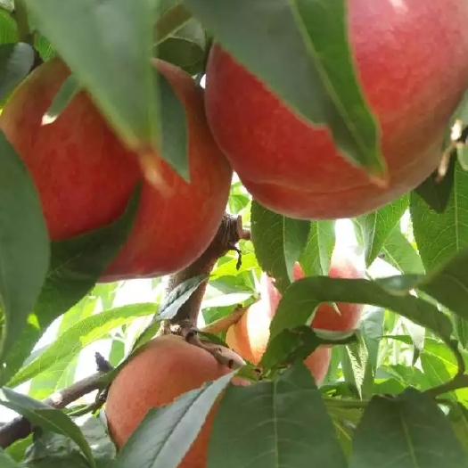 大荔县 陕西夏之梦毛桃七月成熟