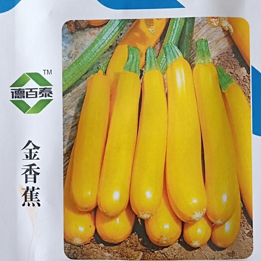 昌乐县香蕉西葫芦种子  【寿光】新奇特 香蕉 西葫芦种子 水果