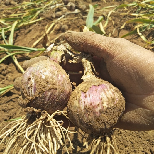 黑山县紫皮独头蒜 2.2-2.5cm 独头 