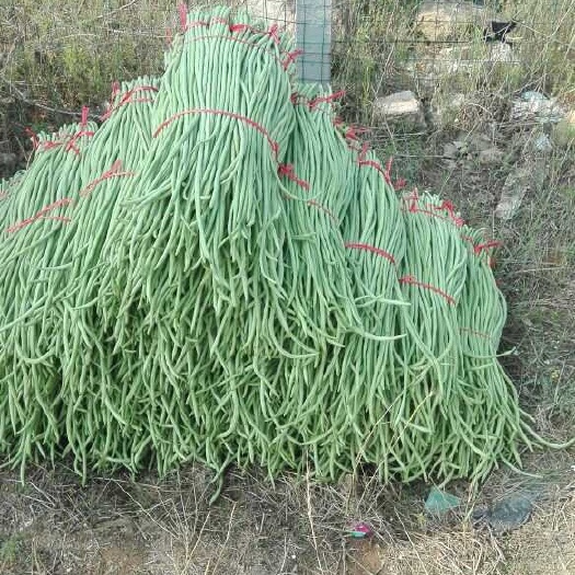 莒县绿龙豆角 60cm以上 不打冷