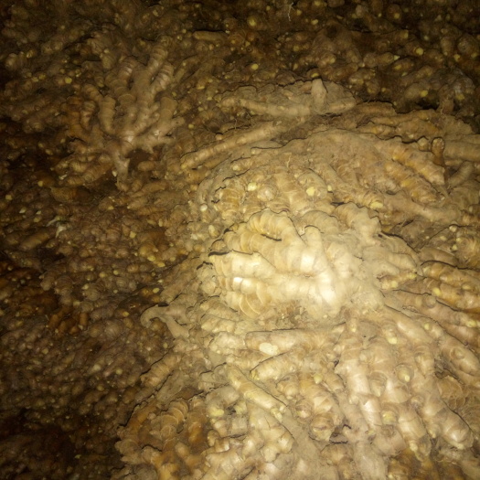 恭城县广西瑶山生姜老姜 黄姜姜种
