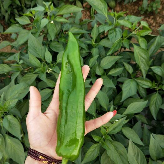 青泡椒  新野301辣椒 微辣，泡椒