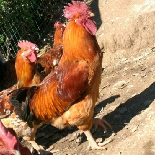 贵阳红公鸡苗 