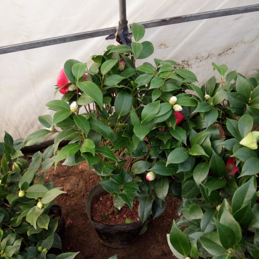 茶花树  茶花十八学士