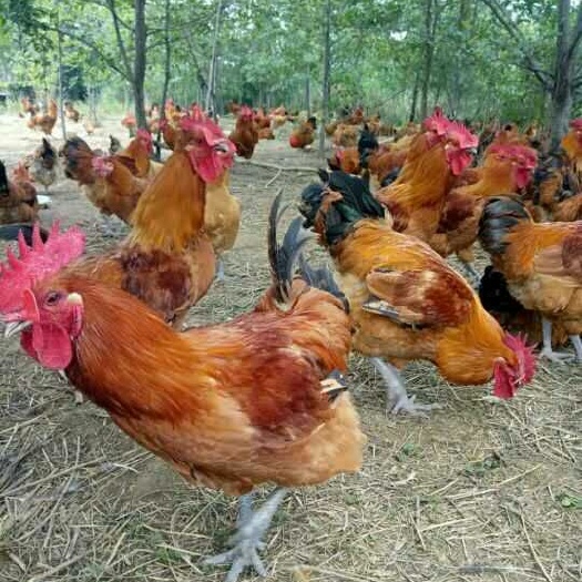 贵阳青脚麻鸡苗 