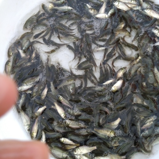 广州鲫鱼苗