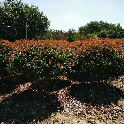 沭阳县红叶石楠造型树  红叶石楠球红叶石楠苗子