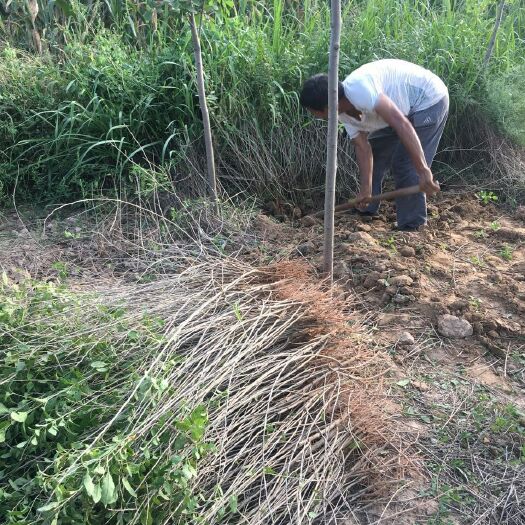 红枸杞苗 枸杞苗木基地 中华血杞一号枸杞树苗 新品种产量高