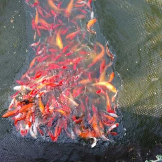广州锦鲤鱼苗