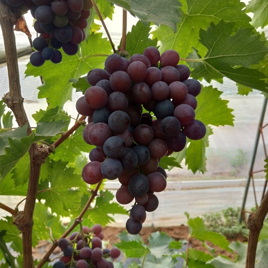 昌黎县玫瑰香葡萄 5%以下 1次果 1-1.5斤