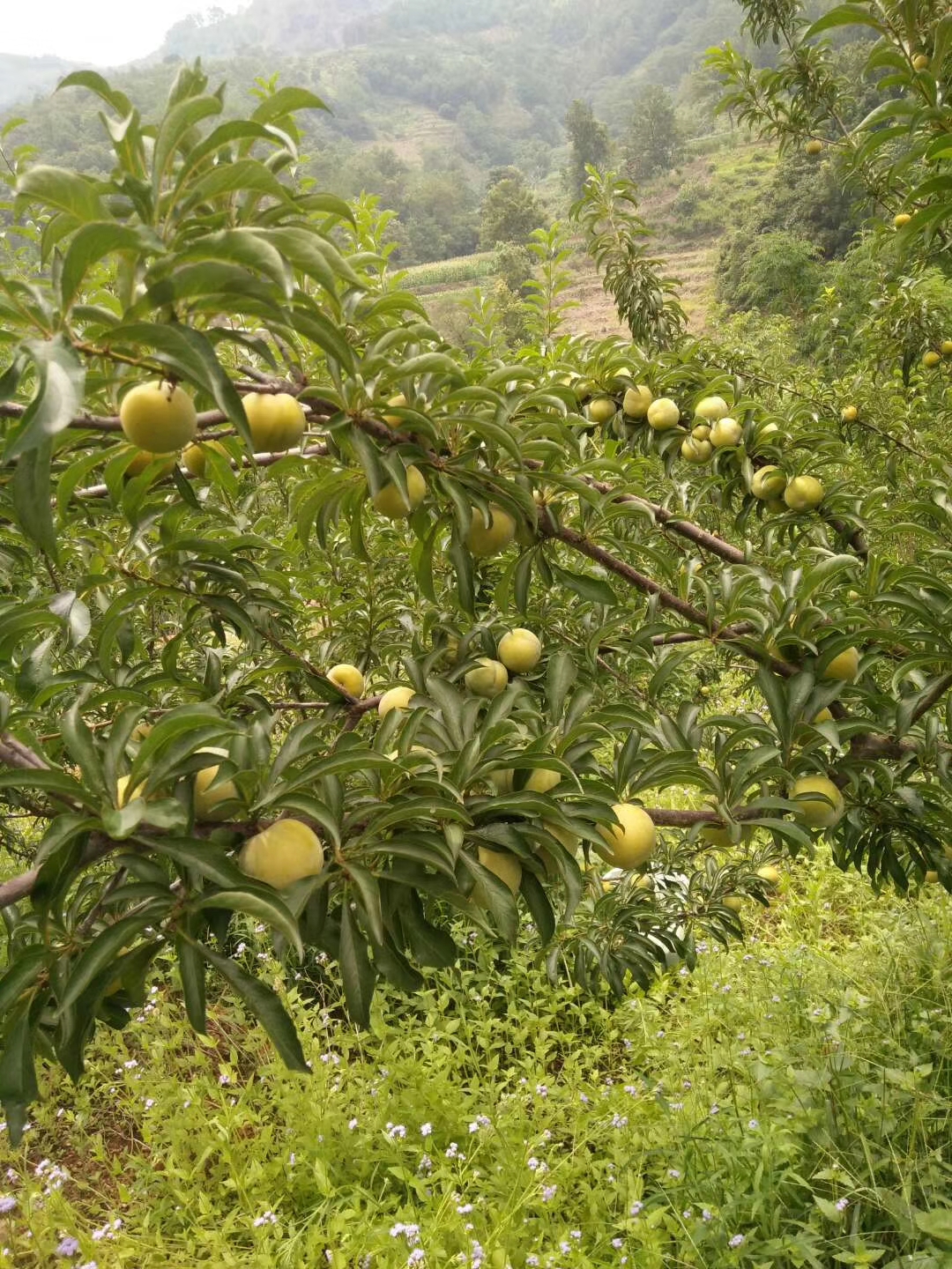 蜂糖李树苗  早熟，个大，味甜不酸