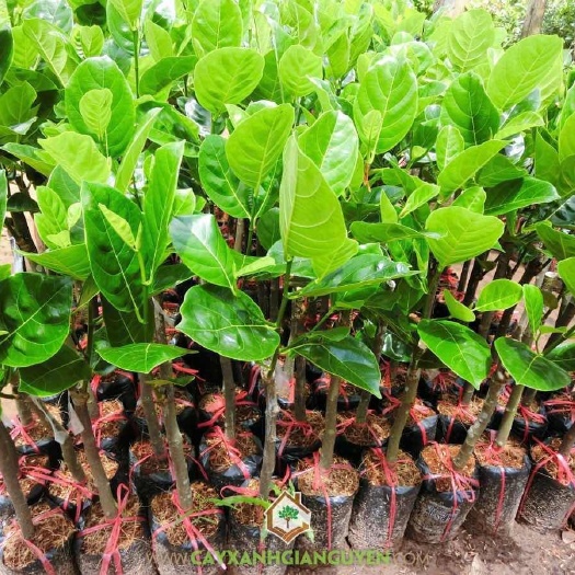 凭祥市越南菠萝蜜苗