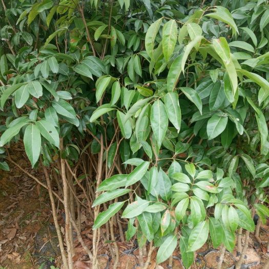 灵山县荔枝高压苗 