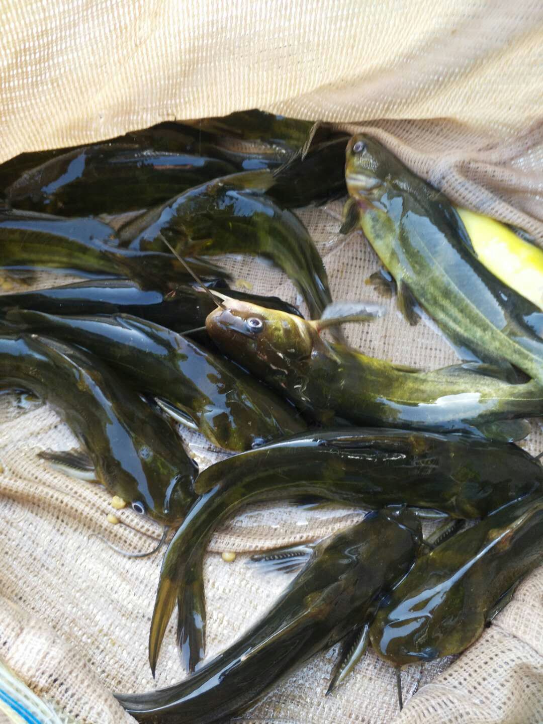 重庆池塘黄颡鱼 0.05公斤 人工养殖