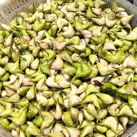泰州现摘新鲜老菱角2角青菱角