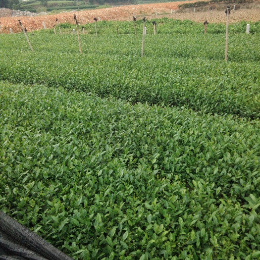 雅安茶树苗 独本苗 0.5~1米