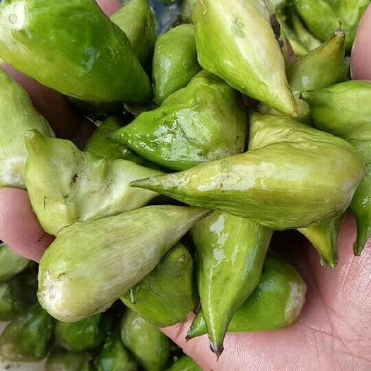 泰州现摘新鲜菱角嫩菱角2角青菱角