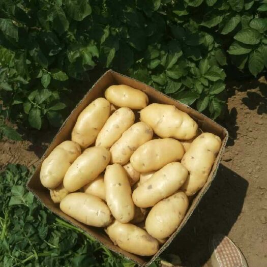 通许县荷兰15号土豆 3两以上