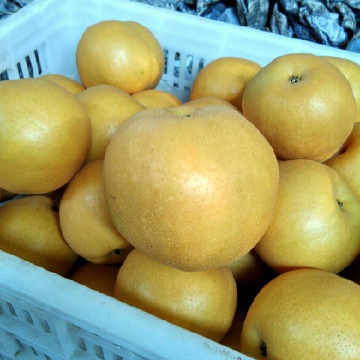 冠县丰水梨 350-400g 85mm以上