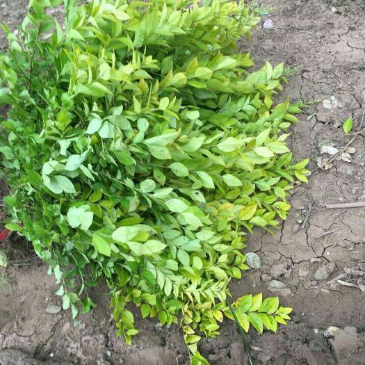 沭阳县金叶女贞  庭院绿化植物小叶女贞金森女贞球别墅四季篱笆景观树