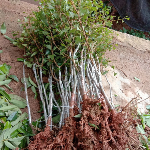灵山县无核荔枝苗