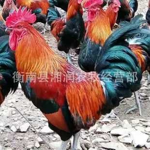 衡阳血毛土鸡苗