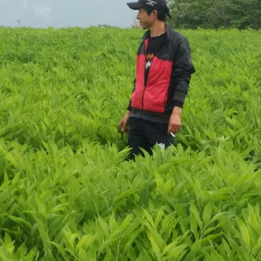 慈利县湘玉竹 中药材