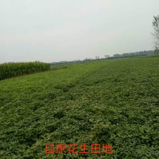 周口白皮大蒜 4.5-5.0cm 多瓣蒜