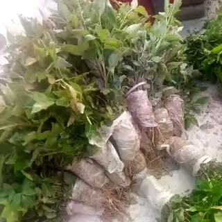泰安大红袍花椒苗