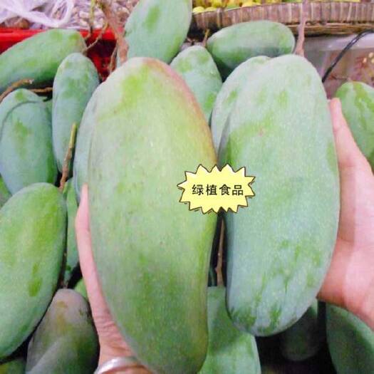 钦州金煌芒果苗